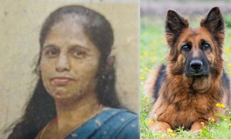 डॉग बाइट से महिला की मौत, आवारा कुत्तों का आतंक बढ़ा