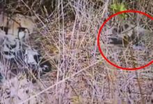 मध्यप्रदेश कूनो नेशनल पार्क में चीतों का कुनबा बढ़ा, अब कुल 35