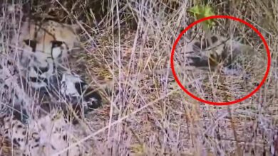 मध्यप्रदेश कूनो नेशनल पार्क में चीतों का कुनबा बढ़ा, अब कुल 35