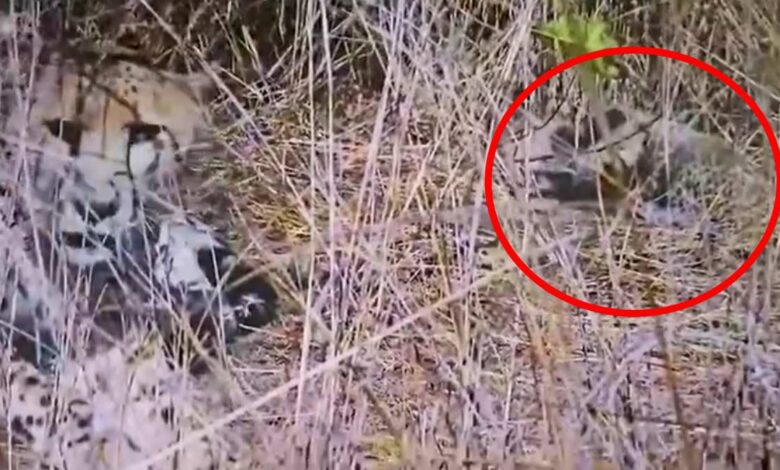 मध्यप्रदेश कूनो नेशनल पार्क में चीतों का कुनबा बढ़ा, अब कुल 35