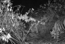 भोरमदेव में बाघों की वापसी वन्यजीव संरक्षण में बड़ी सफलता