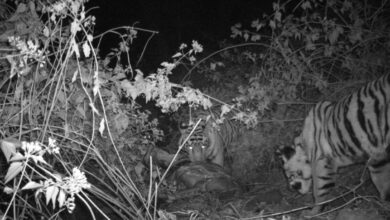 भोरमदेव में बाघों की वापसी वन्यजीव संरक्षण में बड़ी सफलता