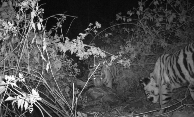 भोरमदेव में बाघों की वापसी वन्यजीव संरक्षण में बड़ी सफलता