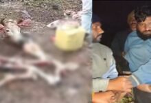 धनपुरी में गौ तस्करी का सनसनीखेज मामला जंगल में गाय की हत्या, एक आरोपी गिरफ्तार