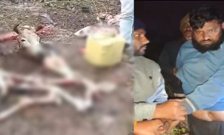 धनपुरी में गौ तस्करी का सनसनीखेज मामला जंगल में गाय की हत्या, एक आरोपी गिरफ्तार