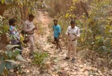 धर्मजयगढ़ और रायगढ़ में हाथी शावकों की मौत, वन विभाग ने बढ़ाई निगरानी