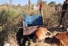 छत्तीसगढ़ से झारखंड ले जाई जा रहीं 10 गायें, हादसे में 3 की मौत