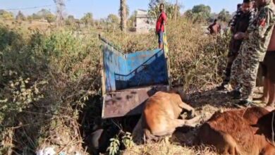 छत्तीसगढ़ से झारखंड ले जाई जा रहीं 10 गायें, हादसे में 3 की मौत छत्तीसगढ़ से झारखंड ले जाई जा रहीं 10 गायें, हादसे में 3 की मौत