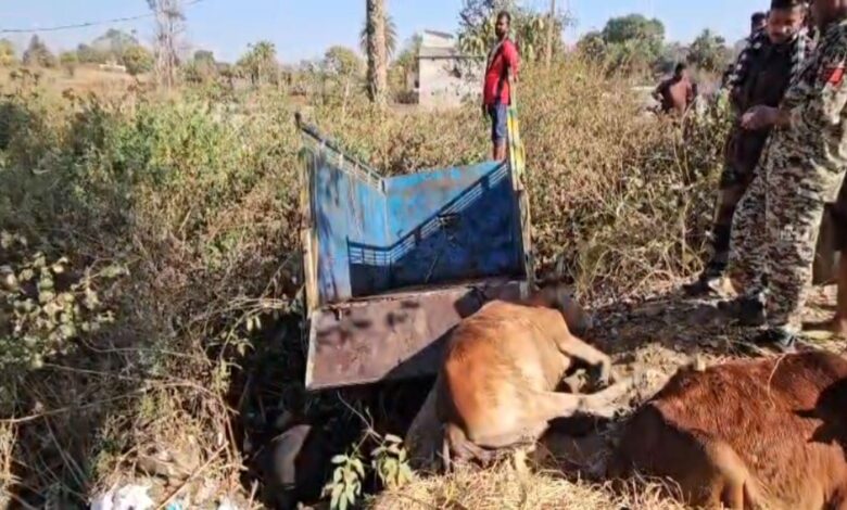 छत्तीसगढ़ से झारखंड ले जाई जा रहीं 10 गायें, हादसे में 3 की मौत छत्तीसगढ़ से झारखंड ले जाई जा रहीं 10 गायें, हादसे में 3 की मौत