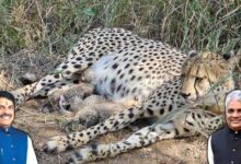 कूनो नेशनल पार्क में चीता ‘गामिनी’ ने दिए तीन शावक, भारत में चीतों की संख्या बढ़ी