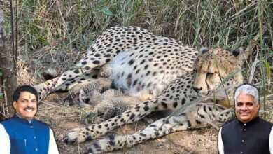 कूनो नेशनल पार्क में चीता ‘गामिनी’ ने दिए तीन शावक, भारत में चीतों की संख्या बढ़ी