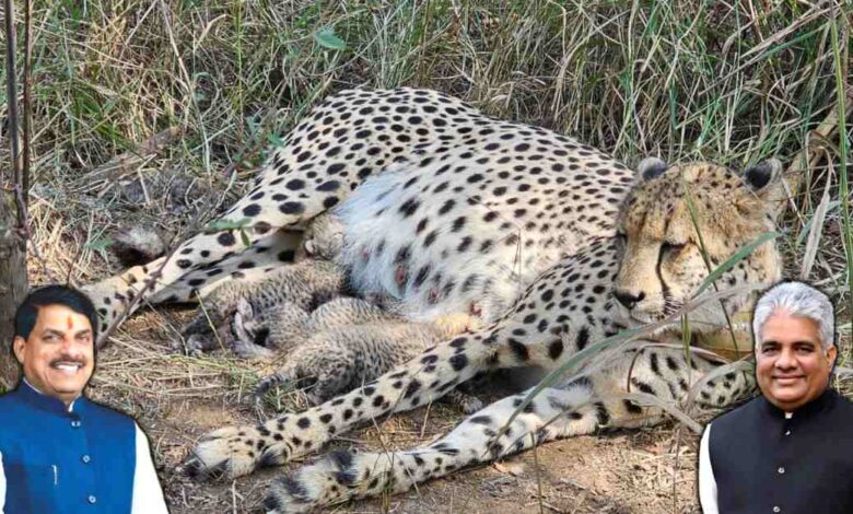 कूनो नेशनल पार्क में चीता ‘गामिनी’ ने दिए तीन शावक, भारत में चीतों की संख्या बढ़ी