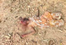 ग्राम अछोली नाला में सनसनी, महिला का शव मिलने से हड़कंप