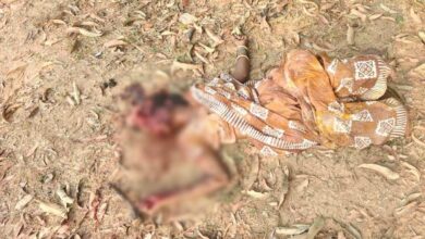 ग्राम अछोली नाला में सनसनी, महिला का शव मिलने से हड़कंप ग्राम अछोली नाला में सनसनी, महिला का शव मिलने से हड़कंप