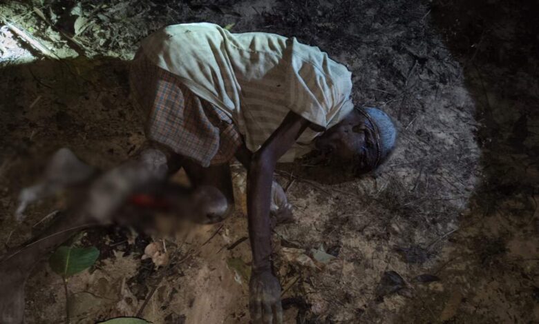 रायगढ़ में हाथियों का आतंक बढ़ा, गांवों में मकान और फसलों को नुकसान