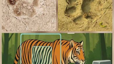 इंद्रावती टाइगर रिजर्व बीजापुर में बाघ आंकलन का 6 वां चरण हुआ शुरू