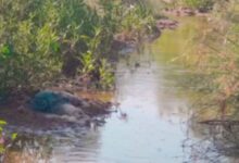 कुलगांव नाला से अज्ञात युवक का मिला शव