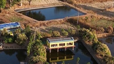 तालाब के ऊपर मुर्गी पालन कर खेती को और अधिक लाभकारी बनाया