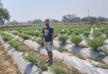 बी फार्मेसी पढ़े युवा रमेश प्रेमी ने खेती में तलाशा अपना भविष्य