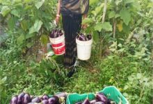 बिहान से बदली ममता की जिंदगी, सब्जी की खेती से ममता बनी आत्मनिर्भर