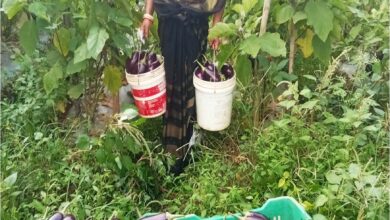 बिहान से बदली ममता की जिंदगी, सब्जी की खेती से ममता बनी आत्मनिर्भर