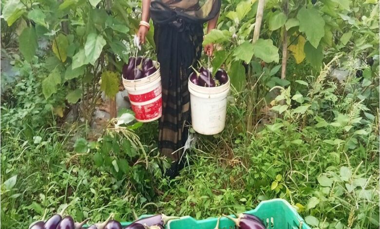 बिहान से बदली ममता की जिंदगी, सब्जी की खेती से ममता बनी आत्मनिर्भर