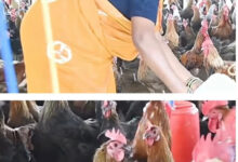 चर्रा की योगेश्वरी ने मुर्गीपालन से बनाई पहचान, सोशल मीडिया से देशभर तक पहुंचा व्यवसाय