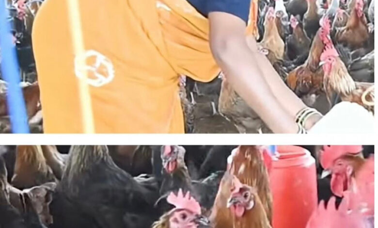 चर्रा की योगेश्वरी ने मुर्गीपालन से बनाई पहचान, सोशल मीडिया से देशभर तक पहुंचा व्यवसाय