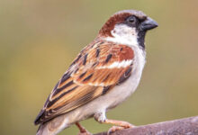 विश्व गौरैया दिवस पर वेबीनार आयोजित : संरक्षण के लिए जागरूकता पर जोर