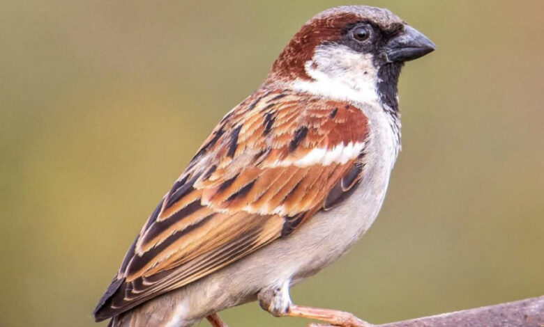 विश्व गौरैया दिवस पर वेबीनार आयोजित : संरक्षण के लिए जागरूकता पर जोर