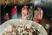 मुर्गीपालन से बदली अनुसुइया की जिंदगी, शासन के आर्थिक सहयोग और स्वयं की मेहनत से बनीं आत्मनिर्भर