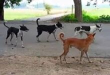 वन्यप्राणियों की सुरक्षा के लिए सख्ती, वन क्षेत्रों में आवारा कुत्तों के प्रवेश पर रोक