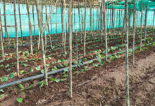 पान की विलुप्त होती खेती को नया जीवन, छुईखदान में पान अनुसंधान केन्द्र की स्थापना