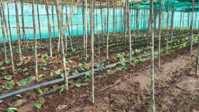 पान की विलुप्त होती खेती को नया जीवन, छुईखदान में पान अनुसंधान केन्द्र की स्थापना