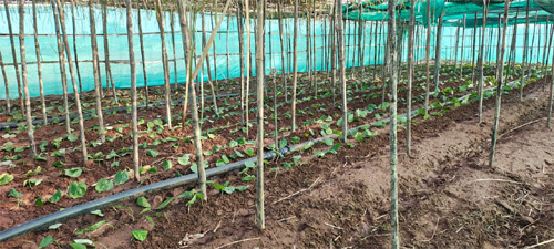 पान की विलुप्त होती खेती को नया जीवन, छुईखदान में पान अनुसंधान केन्द्र की स्थापना पान की विलुप्त होती खेती को नया जीवन, छुईखदान में पान अनुसंधान केन्द्र की स्थापना