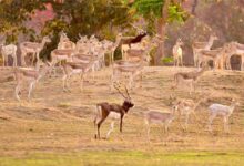 बारनवापारा वन्यजीव अभयारण्य में छोड़े गए 34 काले हिरण