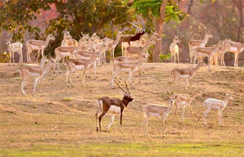 बारनवापारा वन्यजीव अभयारण्य में छोड़े गए 34 काले हिरण बारनवापारा वन्यजीव अभयारण्य में छोड़े गए 34 काले हिरण