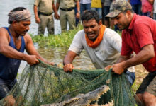 तालाब में मछली समझकर खींचा जाल, निकला 7-8 फीट लंबा मगरमच्छ