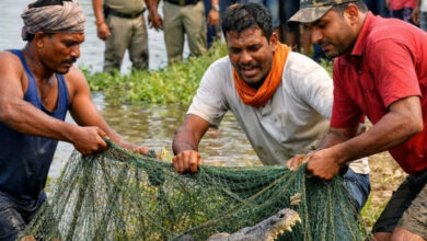 तालाब में मछली समझकर खींचा जाल, निकला 7-8 फीट लंबा मगरमच्छ तालाब में मछली समझकर खींचा जाल, निकला 7-8 फीट लंबा मगरमच्छ