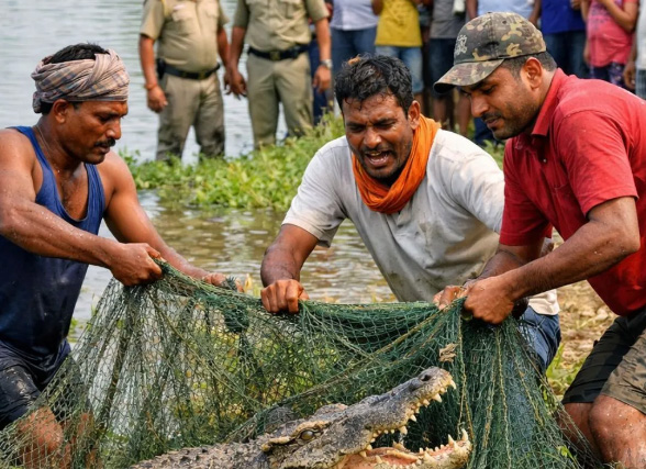 तालाब में मछली समझकर खींचा जाल, निकला 7-8 फीट लंबा मगरमच्छ