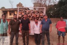 पलाश प्रजाति की 2 नग जलाऊ चट्टा लकड़ी के साथ आरोपी गिरफ्तार