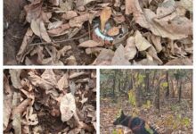 नक्सलियों द्वारा लगाए गए तीन आईईडी बरामद