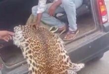 वन्य प्राणी तेंदुए की खाल के साथ 7 आरोपी गिरफ्तार