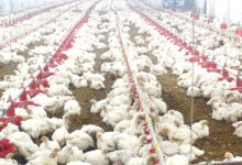 10,000 चूजों की क्षमता वाले एयर कंडीशनर मुर्गी फार्म का संचालन कर रही है माँ लक्ष्मी महिला समूह