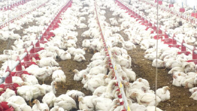 10,000 चूजों की क्षमता वाले एयर कंडीशनर मुर्गी फार्म का संचालन कर रही है माँ लक्ष्मी महिला समूह