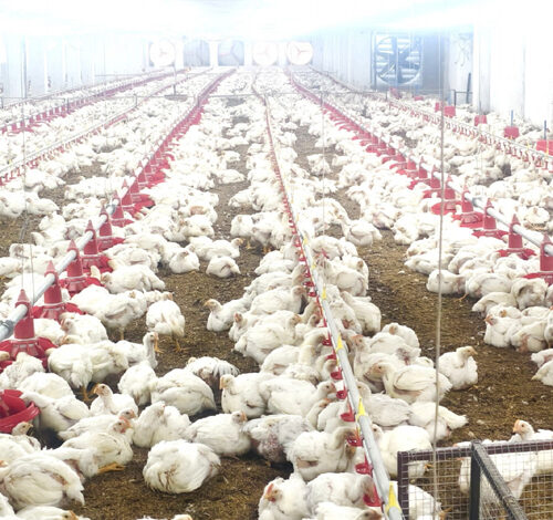 10,000 चूजों की क्षमता वाले एयर कंडीशनर मुर्गी फार्म का संचालन कर रही है माँ लक्ष्मी महिला समूह