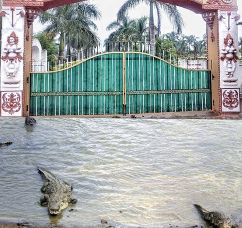 मगरमच्छ संरक्षण से बदली कोटमीसोनार की तस्वीर, पर्यटन और रोजगार को मिला बढ़ावा मगरमच्छ संरक्षण से बदली कोटमीसोनार की तस्वीर, पर्यटन और रोजगार को मिला बढ़ावा