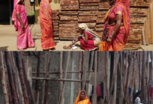 साझी मेहनत, साझा समृद्धि — बिहान से बदल रहा ग्रामीण महिला जीवन