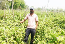 ग्राफ्टेड बैंगन की उन्नत खेती से अमृत बंजारे की आर्थिक स्थिति हुई सुदृढ़