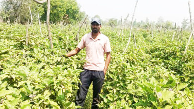 ग्राफ्टेड बैंगन की उन्नत खेती से अमृत बंजारे की आर्थिक स्थिति हुई सुदृढ़